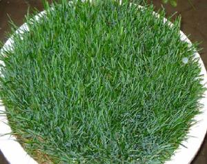 黑麦草(草本植物)