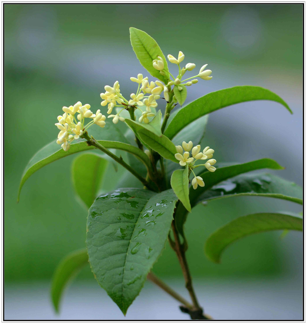 月桂(毛茛目樟科植物)