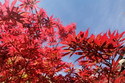 鸡爪槭(槭树科槭属植物)