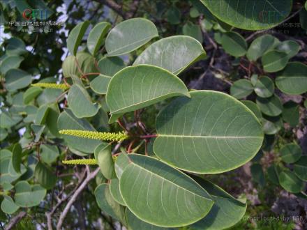 乌桕(大戟科乌桕属植物)