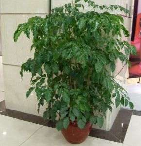 绿宝(落叶乔木)