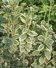金边大叶黄杨(卫矛科卫矛属植物)