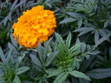 万寿菊(菊科万寿菊属植物)