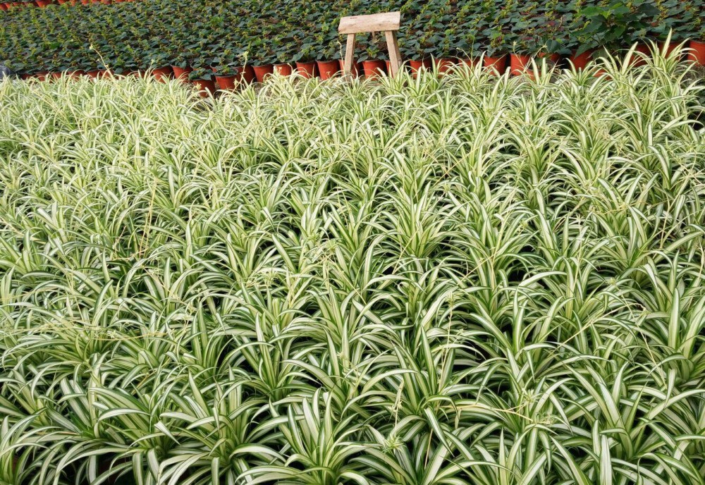 金边吊兰(天门冬科吊兰属植物)