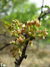 花椒树(芸香科花椒属植物)