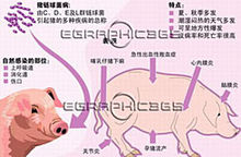 猪链球菌(具有荚膜的革兰氏阳性球菌)