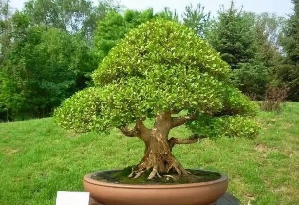 珍珠黄杨(黄杨科黄杨属植物)