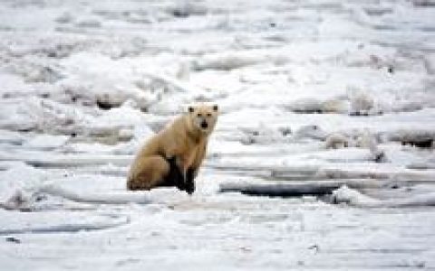 气候门(气候学家文件被公开事件)