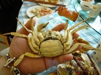 第一个吃螃蟹的人(首位食蟹人)