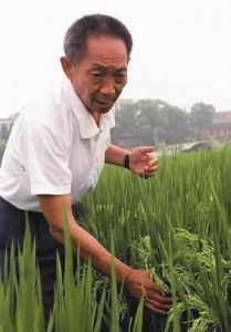 绿色革命(一种国际农业技术推广)