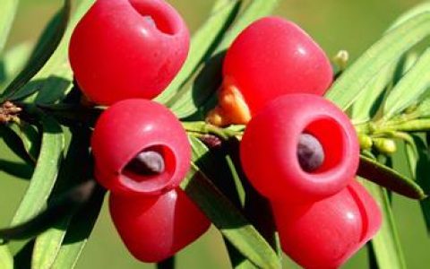 有机合成(单质经化学反应合成有机物的过程)