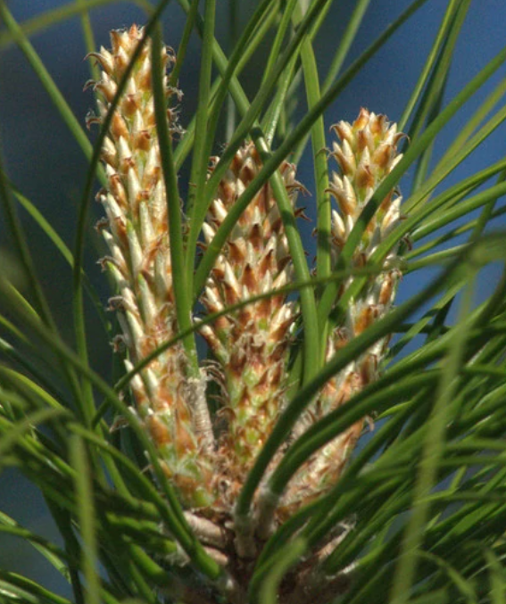 火炬松(松科松属植物)