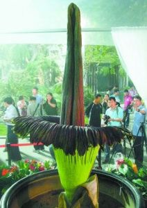 巨魔芋(一种草本植物)