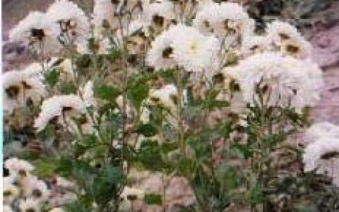 怀菊(菊目菊科植物)