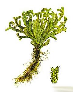 日轮花(种子植物门双子叶植物纲植物)