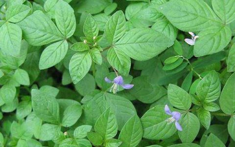 白花菜(山柑科白花菜属植物)
