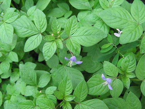 白花菜(山柑科白花菜属植物)