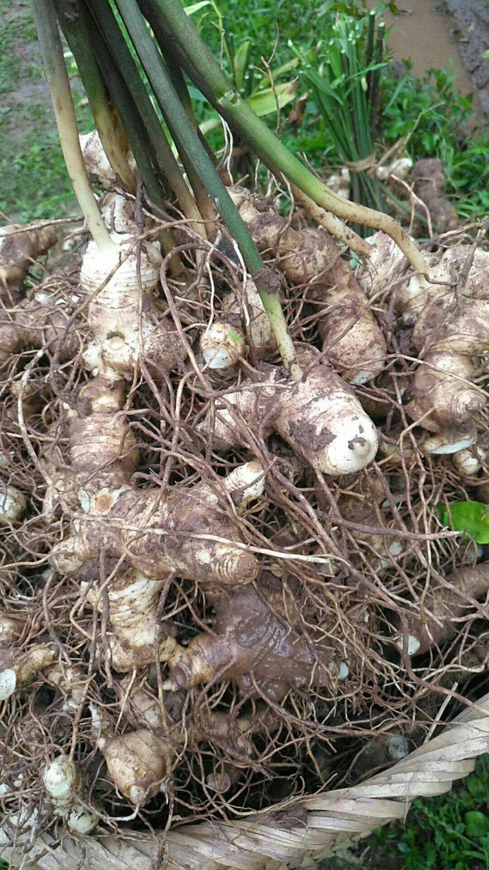 黄精(百合科黄精属植物)