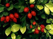 千里香(芸香科九里香属植物)