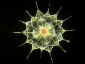 微生物(生物群体)