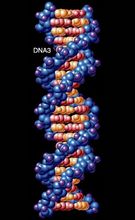 DNA双螺旋(生物遗传物质结构)