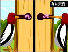 基因突变(生物基因变异现象)