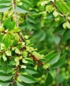 茎叶(植物学用语)