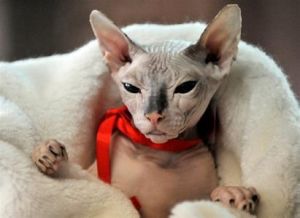 加拿大无毛猫(哺乳纲食肉目猫科动物)