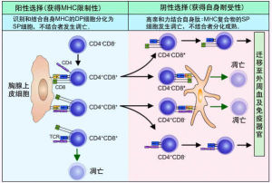 细胞分化(在空间上细胞产生差异)