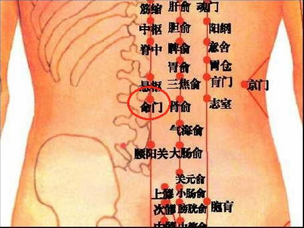 命门穴(主治虚损腰痛，遗尿，泄泻，阳痿类穴位)