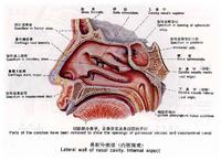 鼻腔(人体器官)
