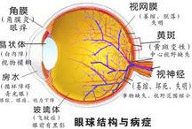 眼球(器官结构)