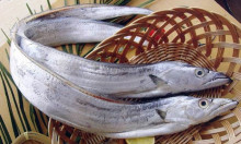 带鱼(可食用海鱼)