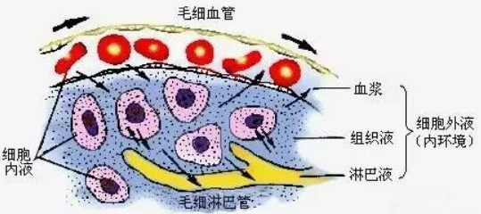 体液(人体内的液体)