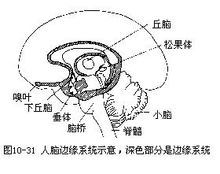 边缘系统(生物学神经系统专有名词)