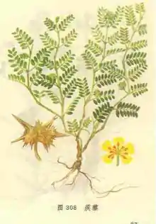 蒺藜(蒺藜科蒺藜属植物)