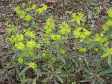 甘遂(多年生草本植物)