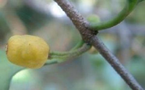 桑寄生(桑寄生科钝果寄生属植物)