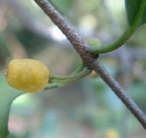 桑寄生(桑寄生科钝果寄生属植物)