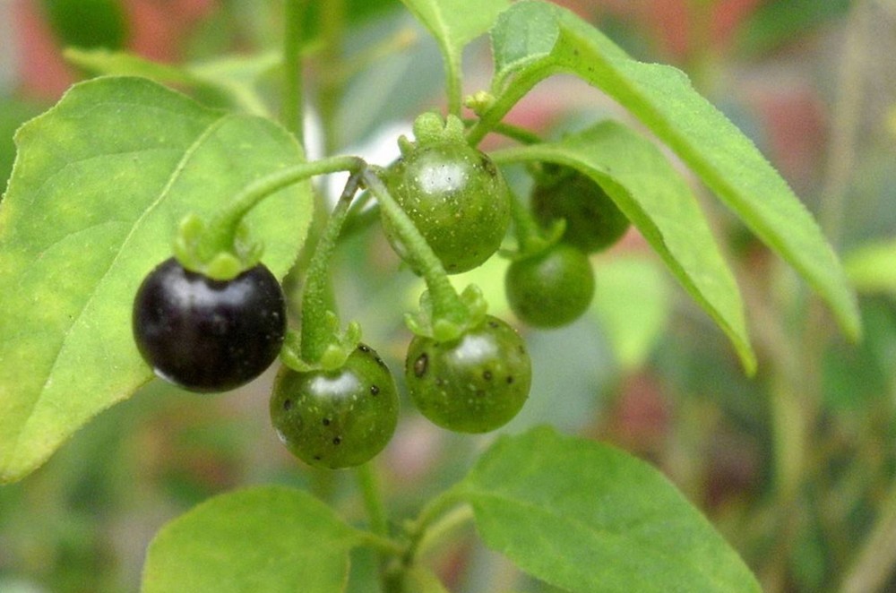 龙葵(茄科茄属植物)