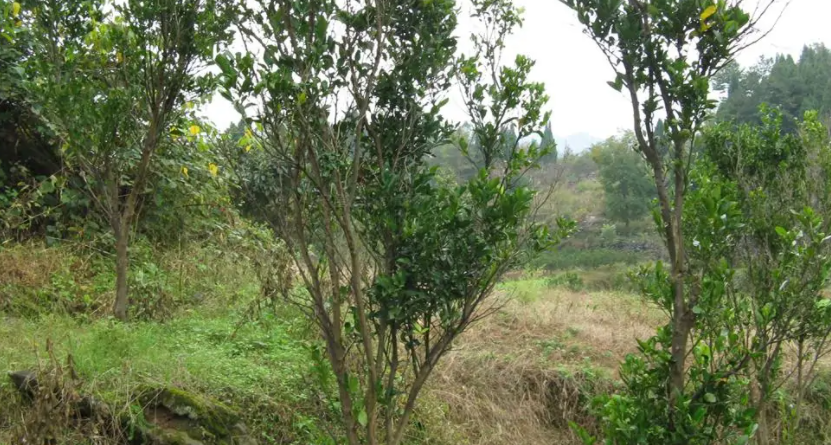 柑橘(芸香科柑橘属植物)