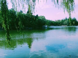 未名湖(北京大学内的人工湖)