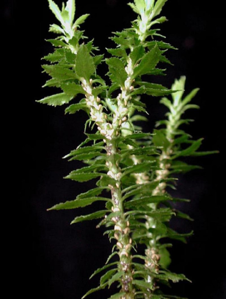 蛇足石杉(一种植物)