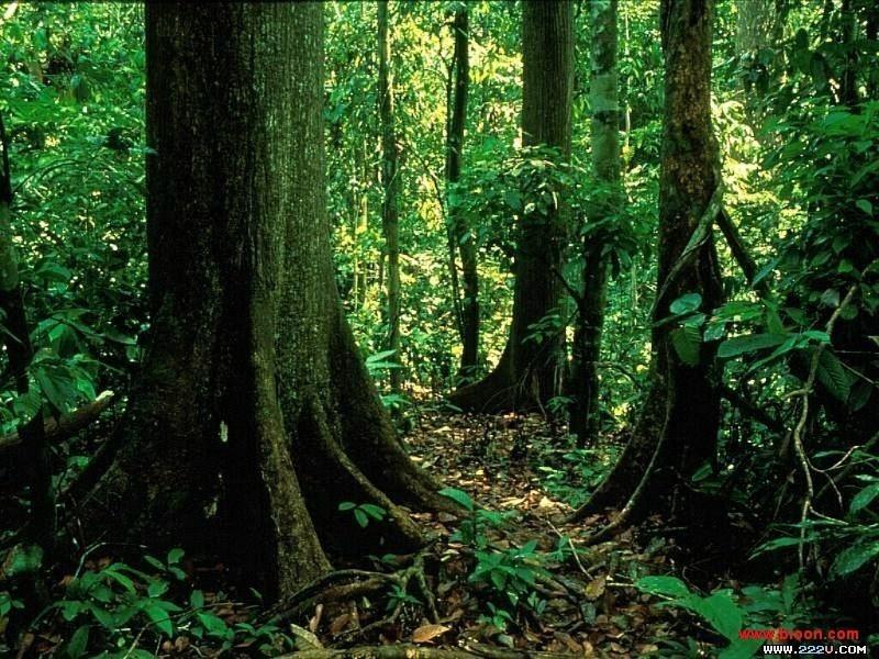 生物多样性(生态学术语)