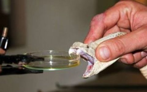 蛇毒(酶类和毒素)