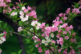 春花(汉语词语)