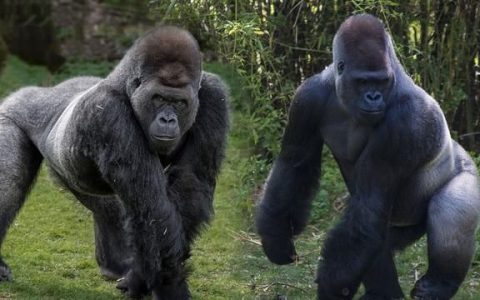 银背大猩猩(地球上现存的最大的灵长类动物)
