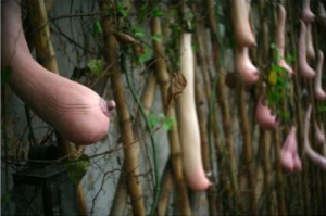 越南乳瓜(艺术作品)