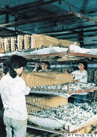 养蚕(中国劳动人民创造的技艺)