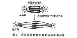 有丝分裂(一种真核细胞分裂产生体细胞的过程)